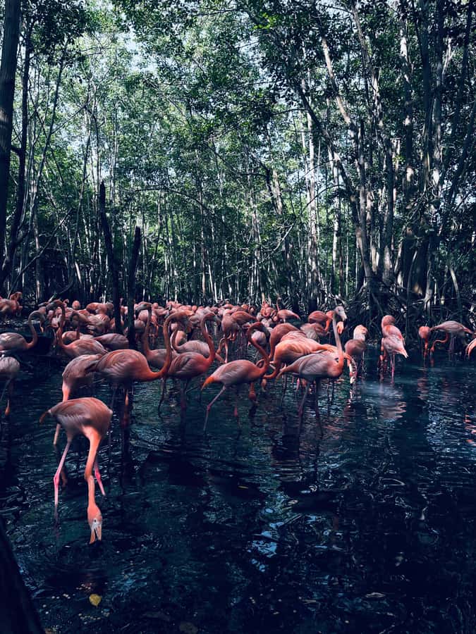 Cartagena: Aviary National Park Tour with Hotel Pickup - A Two to Three Hour Walk, or Longer for Birdwatchers