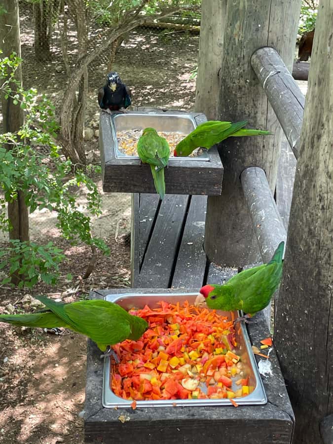 Cartagena: Aviary National Park Tour with Hotel Pickup - Entering Colombia’s National Aviary