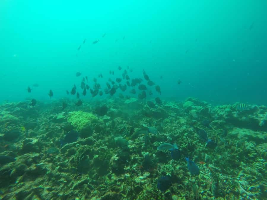 Cartagena: Basic Diving for beginners in Rosario Islands - Beach time after the underwater session