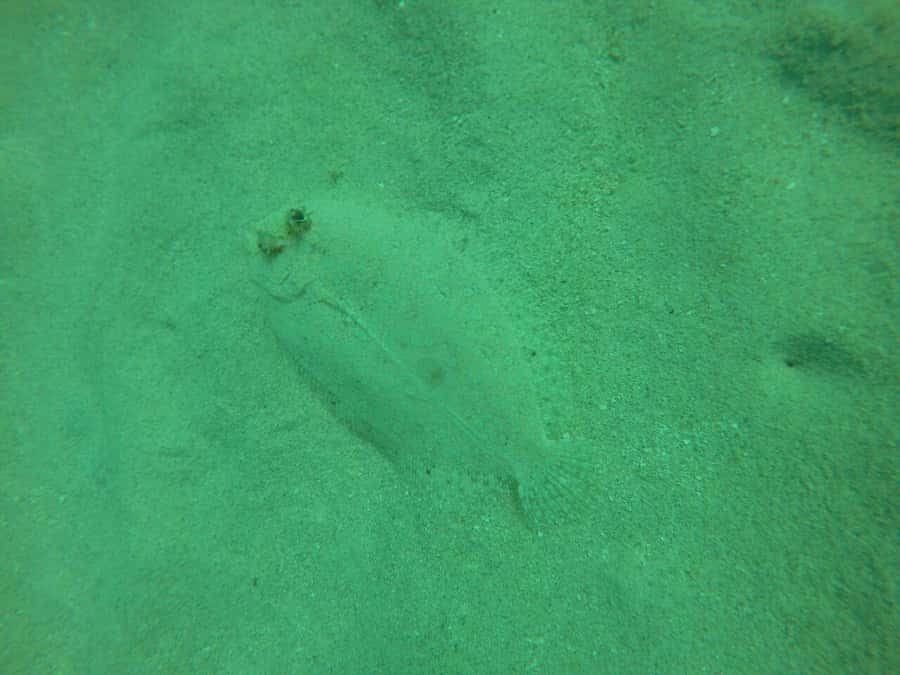 Cartagena: Basic Diving for beginners in Rosario Islands - The 15-minute speedboat ride to the reef