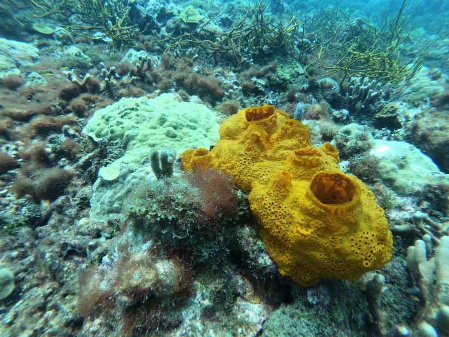 Cartagena: Basic Diving for beginners in Rosario Islands - One hour among coral reefs