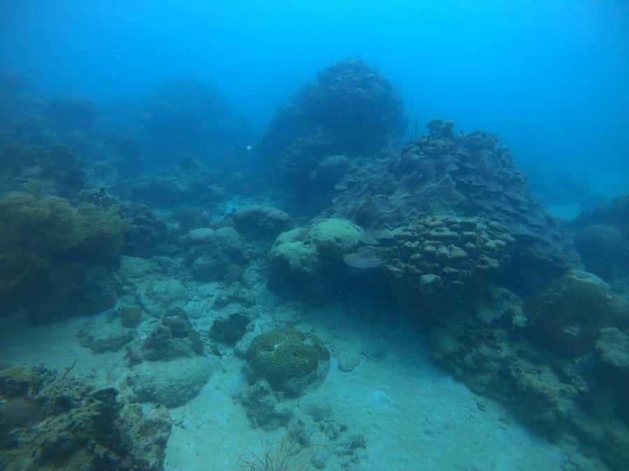Cartagena: Basic Diving for beginners in Rosario Islands - A straightforward Colombian lunch