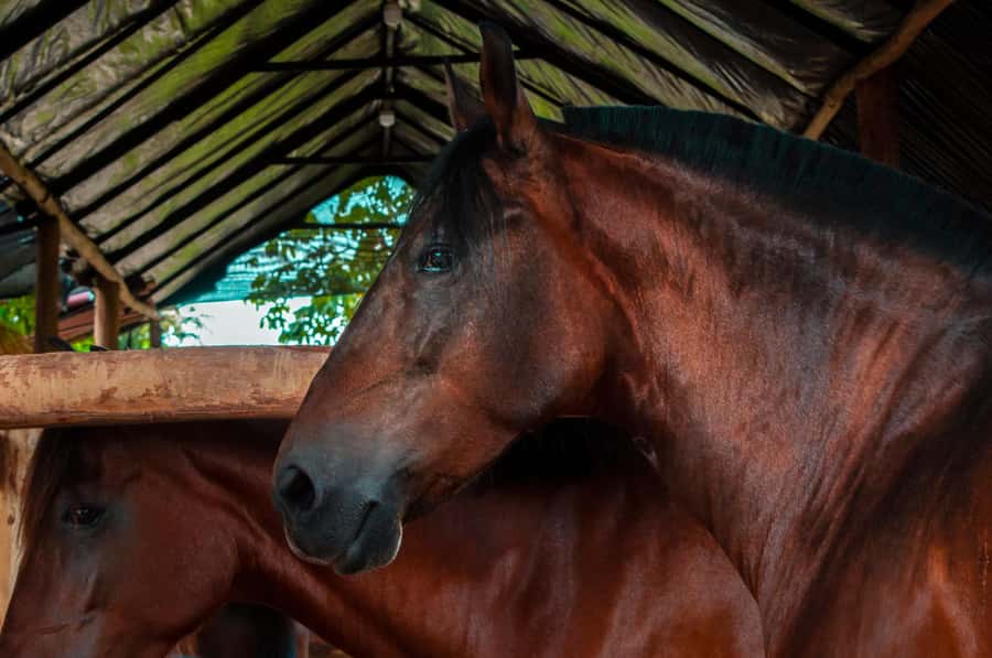 Cartagena: Beach Horse Ride and Colombian Equestrian Culture - A small group changes the feel