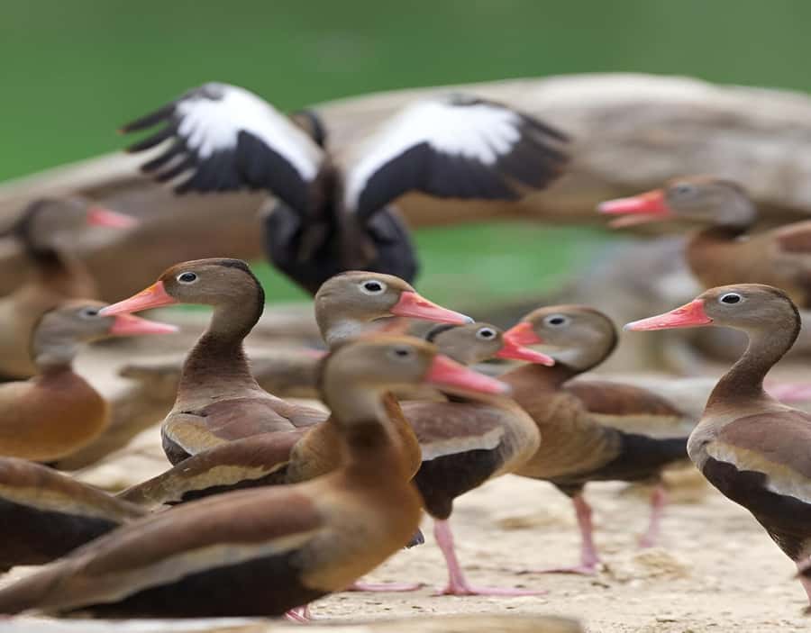 Cartagena: Daytour Aviary and Playa blanca, Barú by bus! - Should you book the Aviary and Playa Blanca tour?