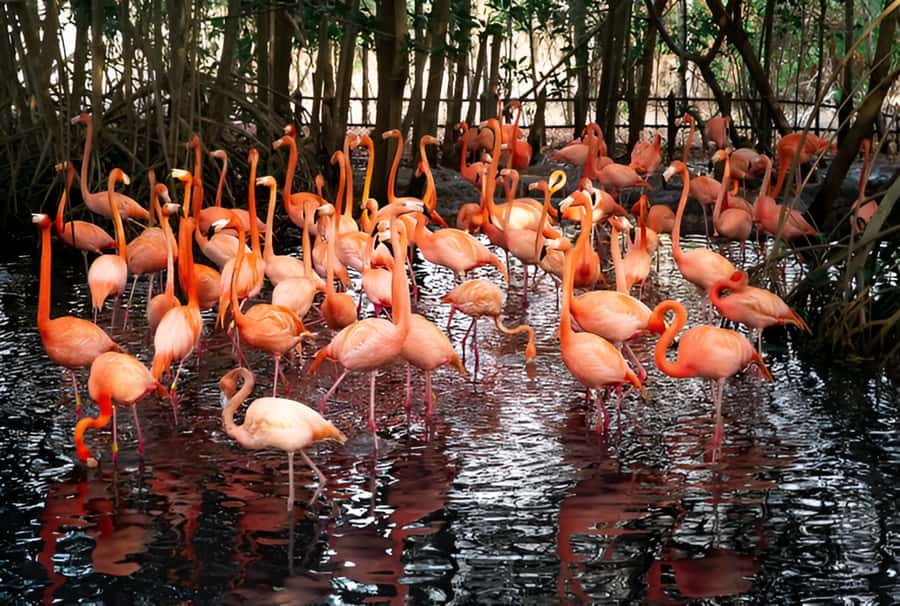 Cartagena: Daytour Aviary and Playa blanca, Barú by bus! - What to expect at the National Aviary