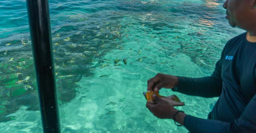 Cartagena: Ecoplan on Barú, Aviary and Oceanarium in one day - Oceanarium or reef snorkeling
