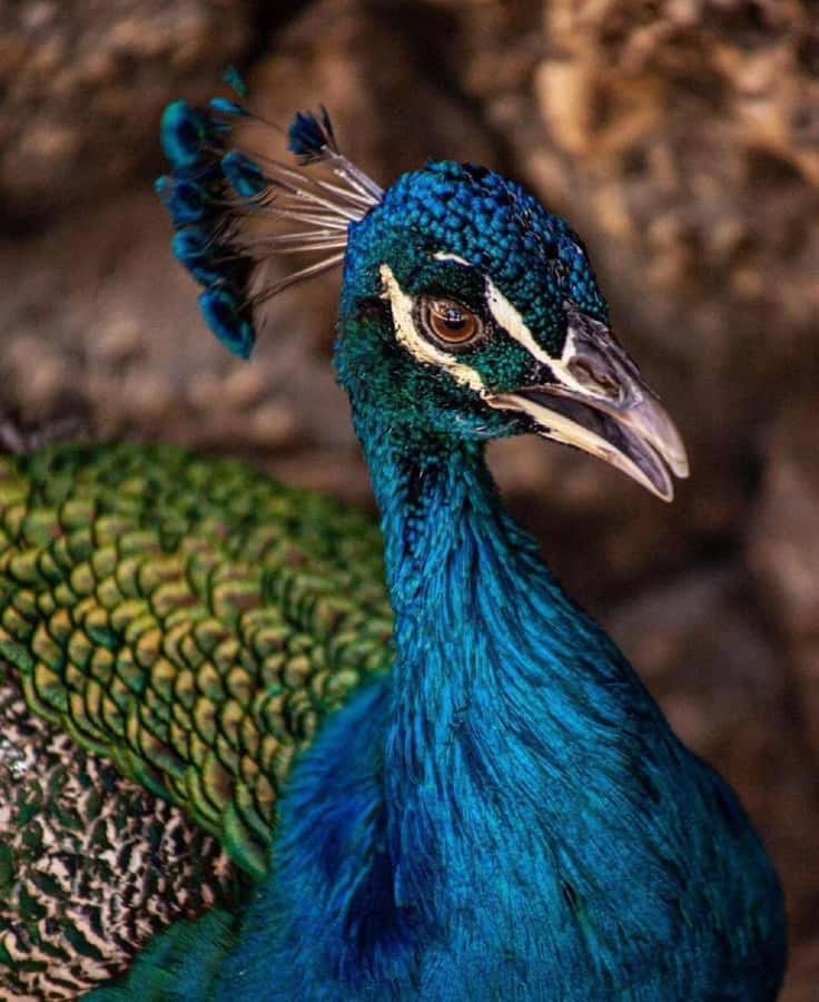 Cartagena: Entrance to the AVIARY with TRANSFER INCLUDED - Key points to know before booking