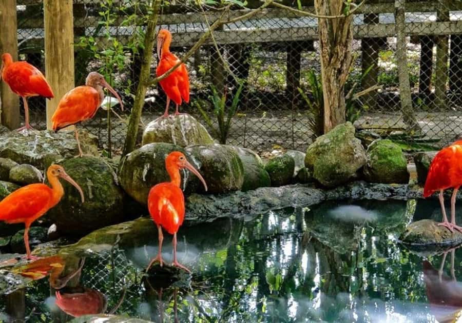 Cartagena: Entrance to the AVIARY with TRANSFER INCLUDED - Walking through the National Aviary of Colombia