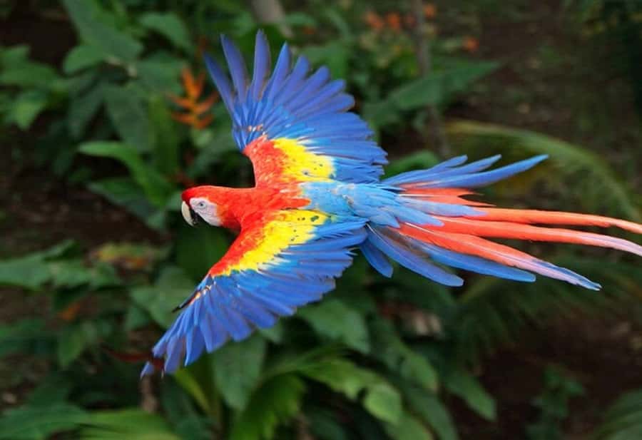Cartagena: Entrance to the AVIARY with TRANSFER INCLUDED - From birds to Barú’s Playa Blanca