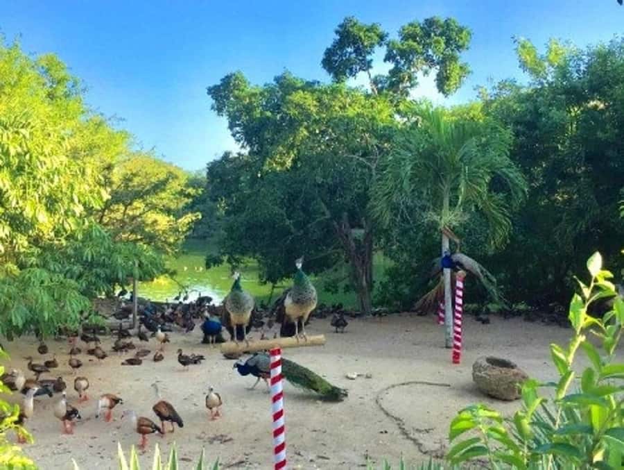 Cartagena: Entrance to the AVIARY with TRANSFER INCLUDED - Lunch, swimming, and what to pack