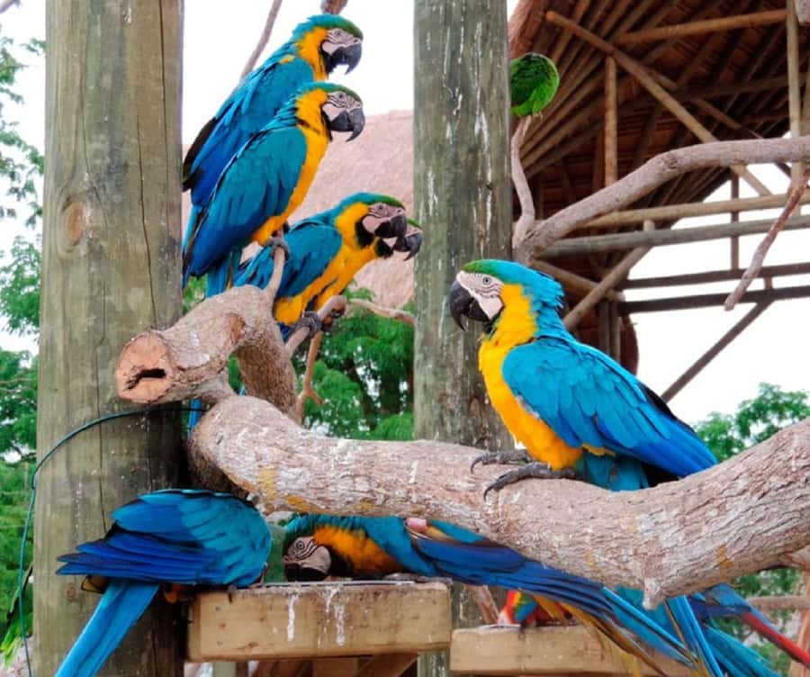 Cartagena: Entrance to the AVIARY with TRANSFER INCLUDED - FAQ