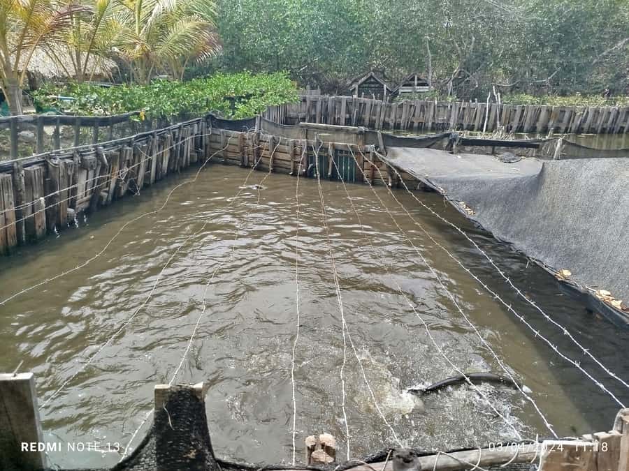 Cartagena: FISHERMEN'S ISLAND IN THE MANGROVES by canoe - Should you book the Fishermen’s Island canoe tour?
