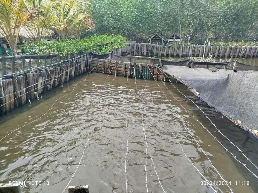 Cartagena: FISHERMEN'S ISLAND IN THE MANGROVES by canoe - How the timing works