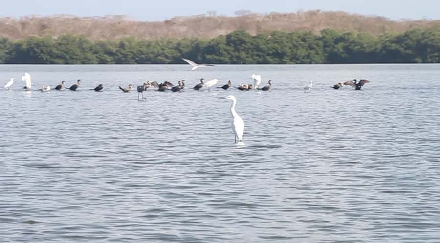 Cartagena Fishing, Crabbing, Birdwatching Experience + Lunch - Leaving Cartagena’s center for Ciénega de la Virgen