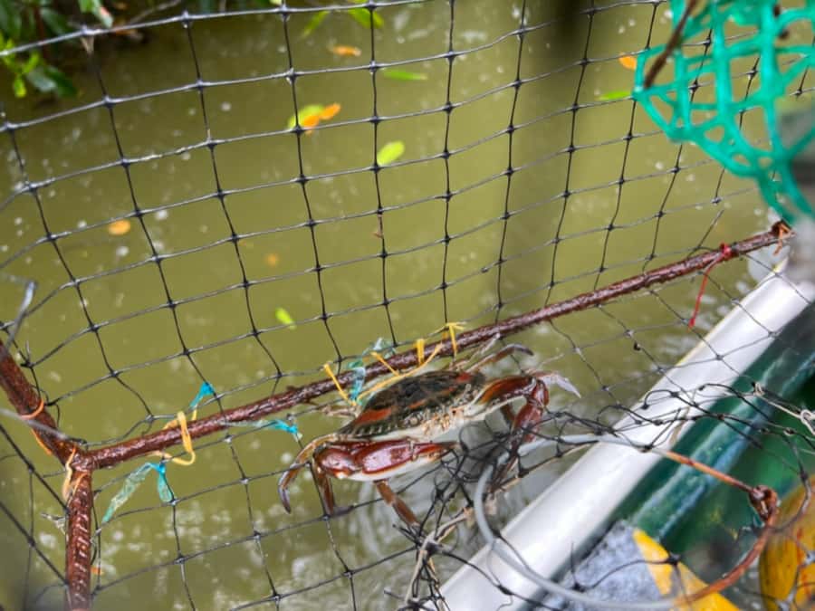 Cartagena Fishing, Crabbing, Birdwatching Experience + Lunch - Paddling into the mangrove tunnels
