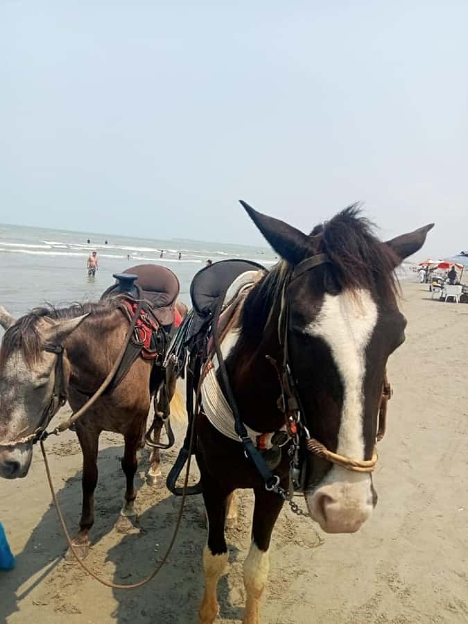 Cartagena: Horse riding on the beaches of Cartagena & PHOTOS - Timing, cancellation, and booking advice