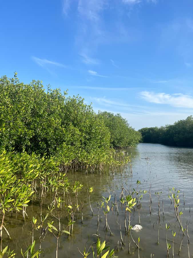 Cartagena: Mangrove Eco Tour & Fishing with Transportation - What the $55 price includes