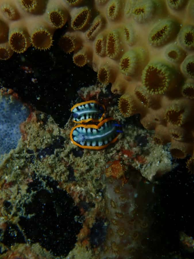 Cartagena: PADI DISCOVER SCUBA / MINICURSO DE BUCEO - What the instructor adds