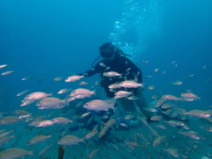 Cartagena: PADI DISCOVER SCUBA / MINICURSO DE BUCEO - Timing your booking around flights