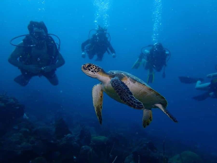 Cartagena: PADI DISCOVER SCUBA / MINICURSO DE BUCEO - Learning the basics before the reef