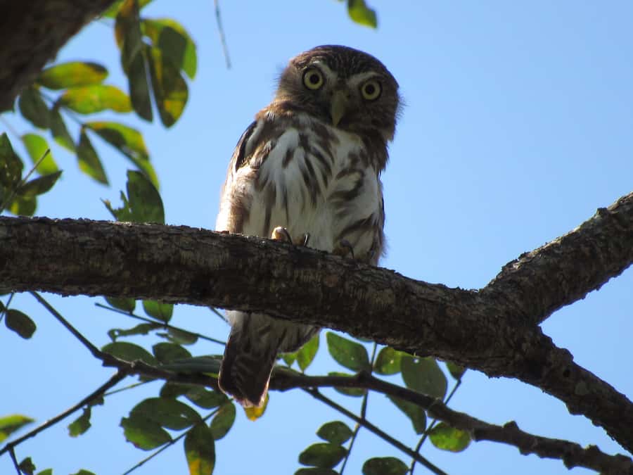 Cartagena: Private Bird-Watching Tour with Breakfast - Key points to know before booking