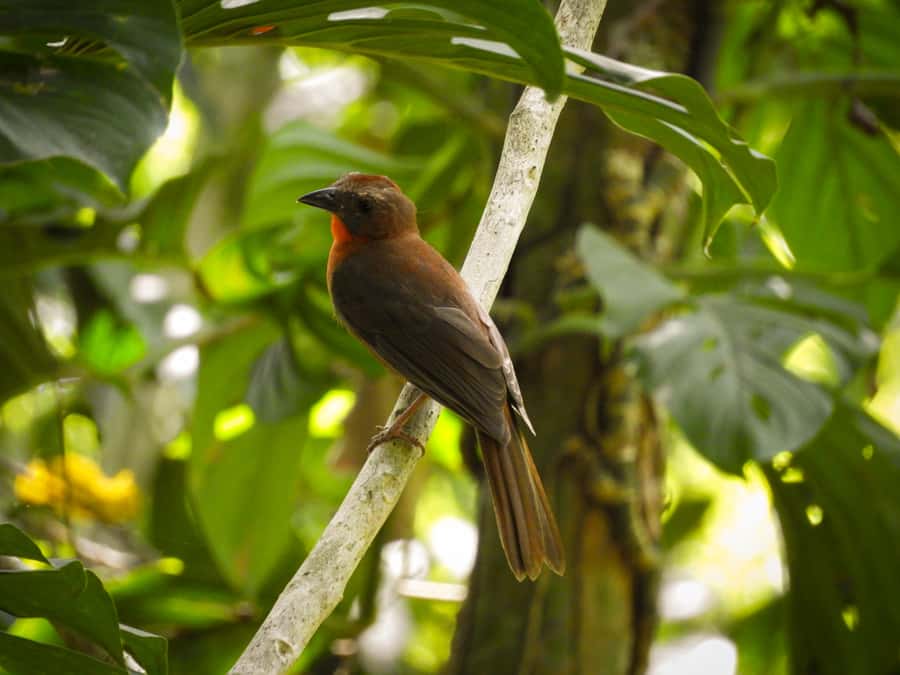 Cartagena: Private Bird-Watching Tour with Breakfast - Practical details that improve the morning