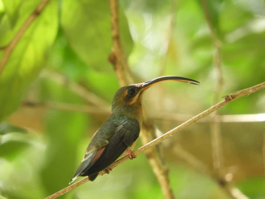 Cartagena: Private Bird-Watching Tour with Breakfast - Why this is one of Cartagena’s best nature outings