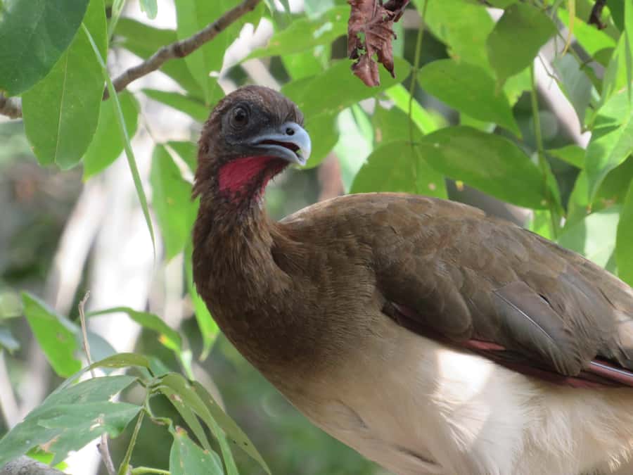Cartagena: Private Bird-Watching Tour with Breakfast - Matute Nature Reserve and its different forest zones