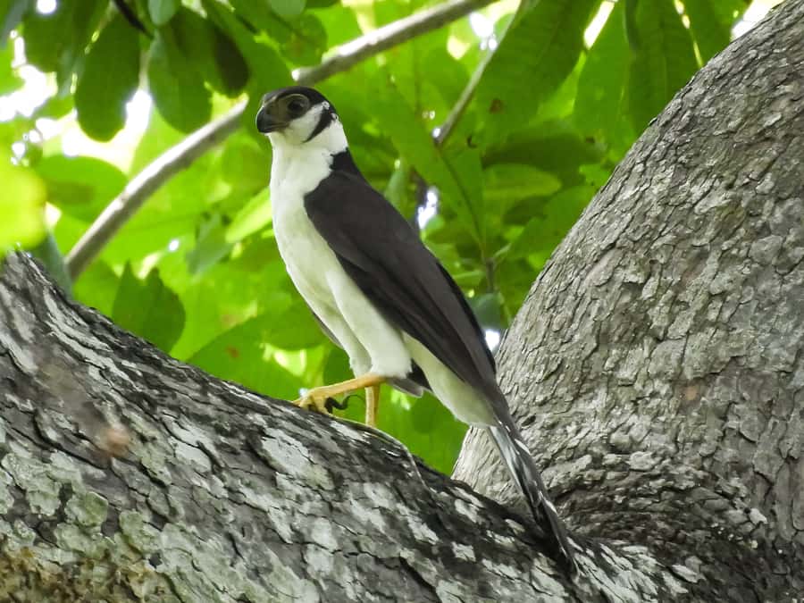 Cartagena: Private Bird-Watching Tour with Breakfast - What you might see in the trees