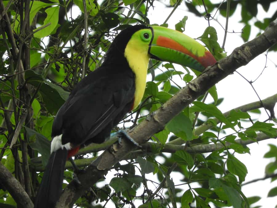Cartagena: Private Bird-Watching Tour with Breakfast - Wildlife beyond the bird list