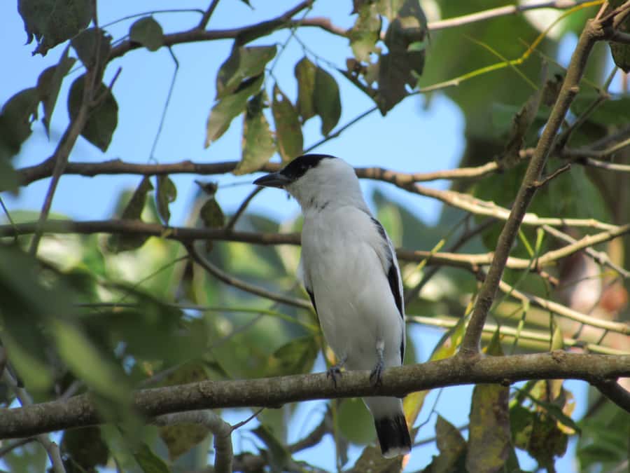 Cartagena: Private Bird-Watching Tour with Breakfast - Breakfast at a farm owner’s home