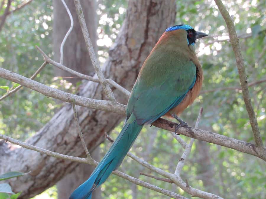 Cartagena: Private Bird-Watching Tour with Breakfast - A private format with room to adjust