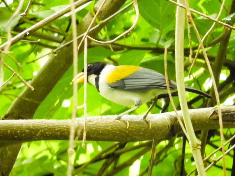 Cartagena: Private Bird-Watching Tour with Breakfast - Who should book this Cartagena birdwatching tour