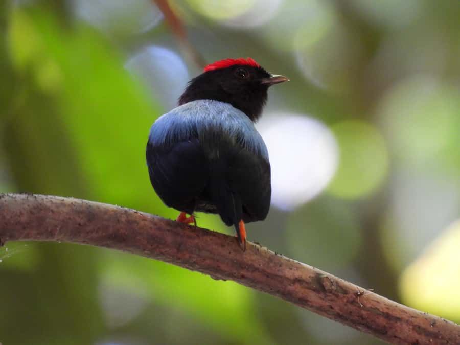 Cartagena: Private Bird-Watching Tour with Breakfast - The 5 AM pickup is worth the lost sleep
