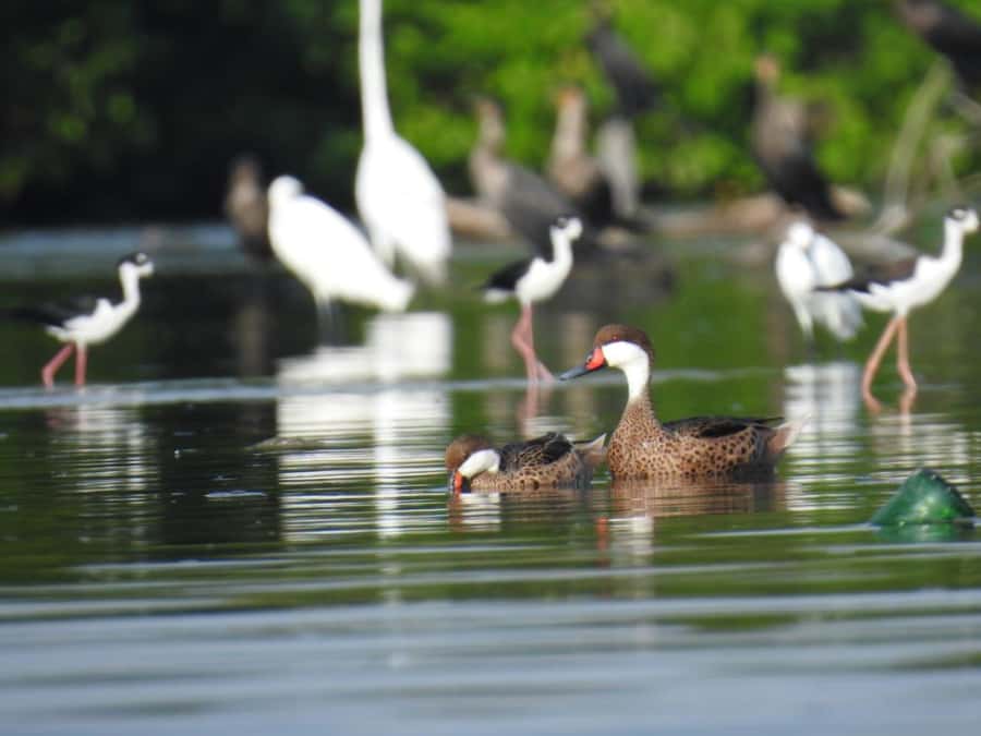 Cartagena: Private Sail in the mangrove GUIDE in ENGLISH - Key points to know before you book