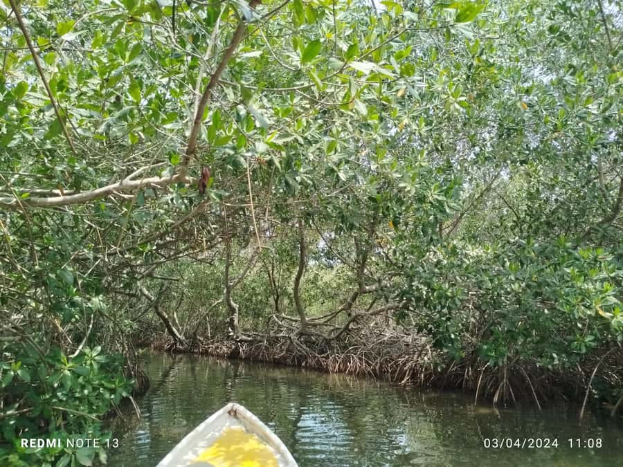 Cartagena: Private Sail in the mangrove GUIDE in ENGLISH - Why Cartagena’s La Boquilla mangroves are worth your time