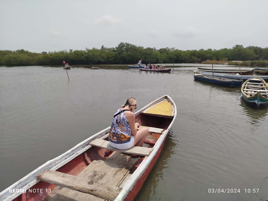 Cartagena: Private Sail in the mangrove GUIDE in ENGLISH - What you may see among the roots