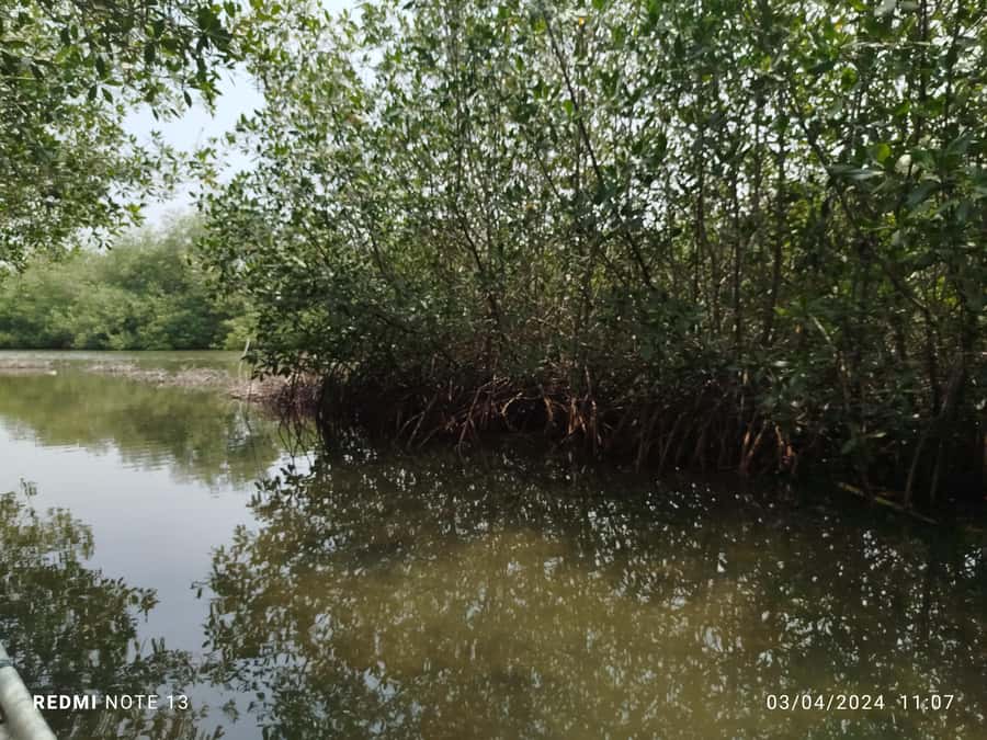 Cartagena: Private Sail in the mangrove GUIDE in ENGLISH - Setting out from La Boquilla or Marlinda