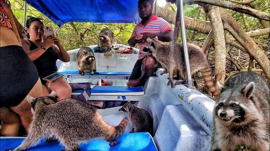 Cartagena: Raccoon Island Snorkel, Mangrove, Photos & Lunch - Key points to know before booking