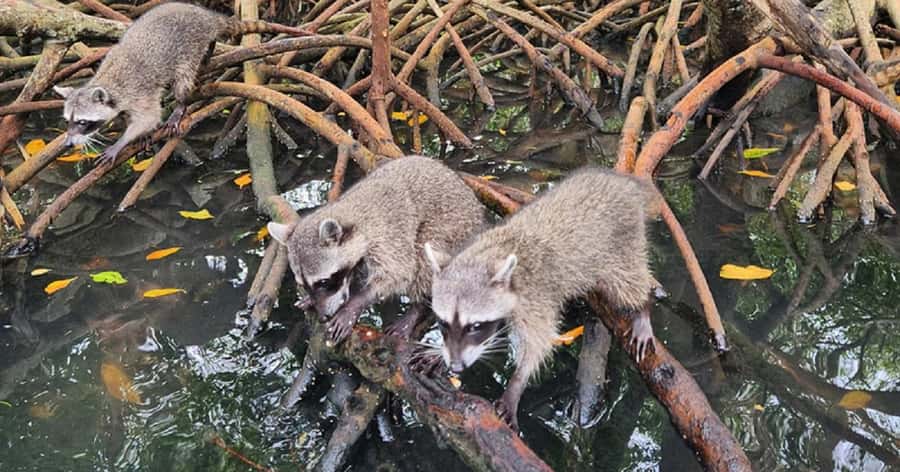 Cartagena: Raccoon Island Snorkel, Mangrove, Photos & Lunch - Three hours around Barú Island