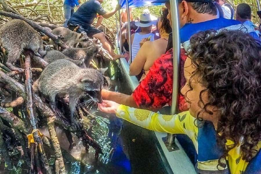 Cartagena: Raccoon Island Snorkel, Mangrove, Photos & Lunch - What the snorkeling stop is really like