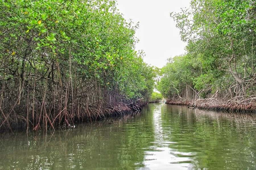 Cartagena: Raccoon Island Snorkel, Mangrove, Photos & Lunch - Lunch and one hour at Playa Blanca