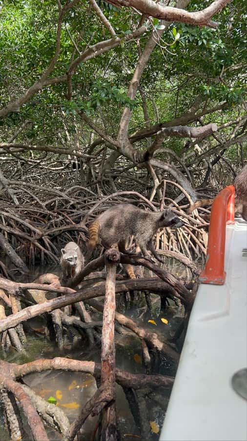Cartagena: Raccoon Island Snorkel, Mangrove, Photos & Lunch - Group size, guides, and communication