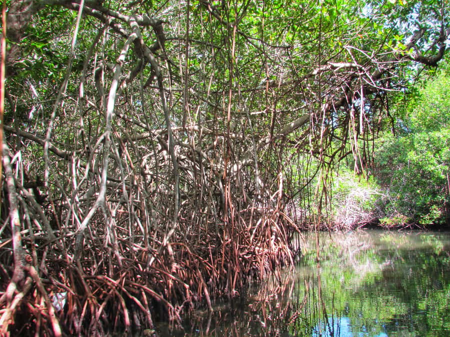 Cartagena: Rosario Island and Mangroves Private Day Trip - Lunch in a local home