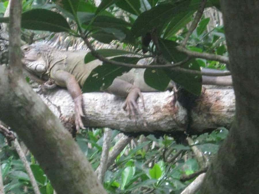 Cartagena: Sail in the mangroves of Cartagena - What happens on the two-hour canoe route