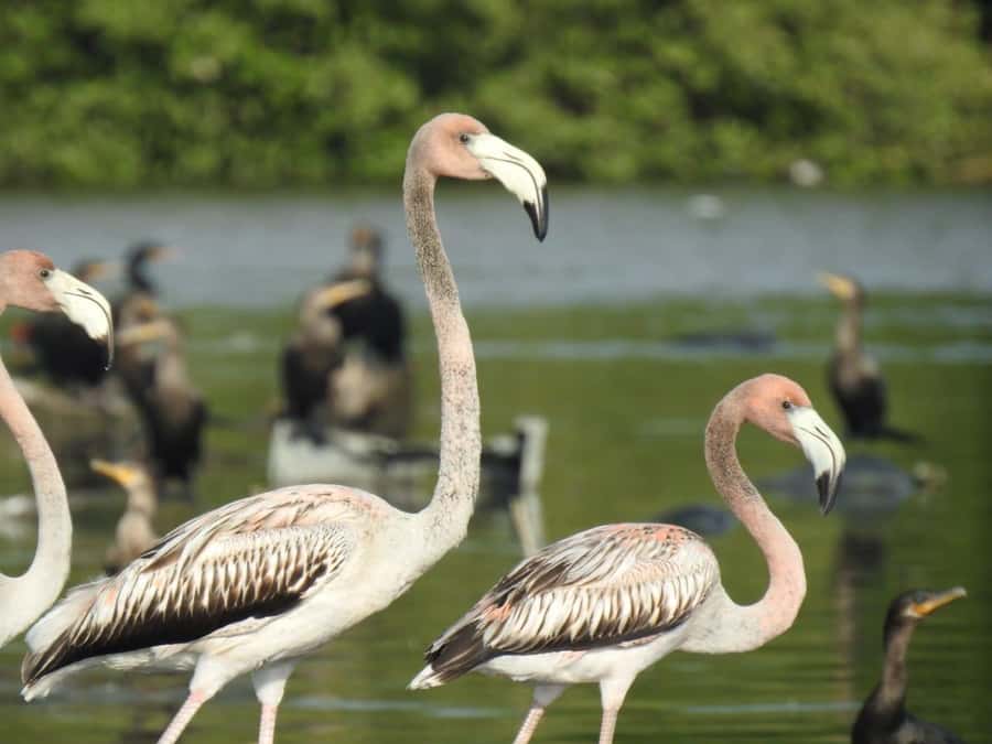 Cartagena: Sail in the mangroves of Cartagena - Why the guide makes a difference