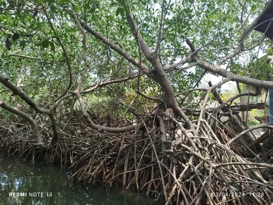 Cartagena: Sail in the mangroves of Cartagena - Who will enjoy this Cartagena outing