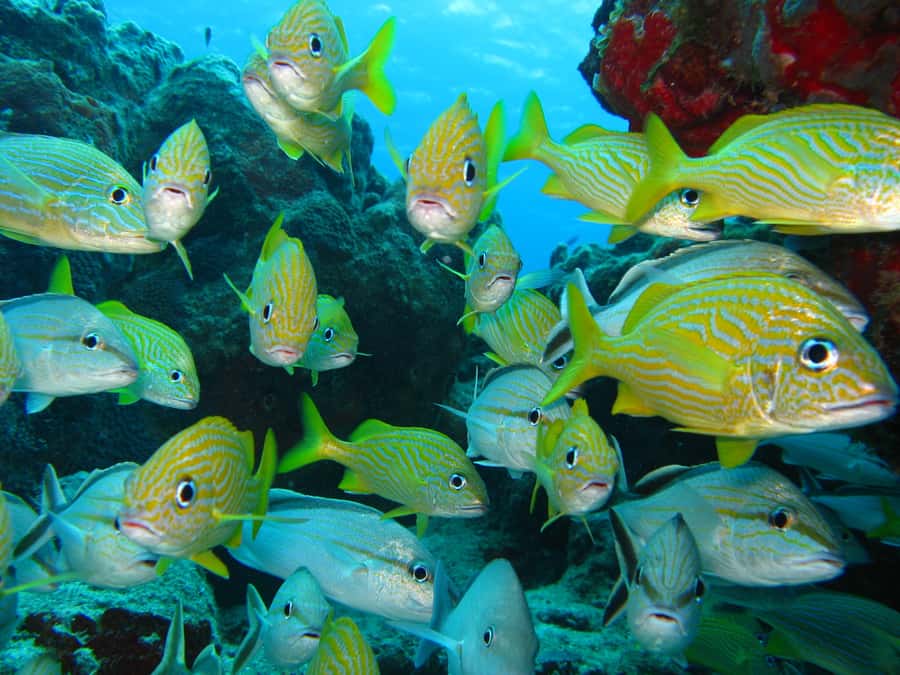 Cartagena: Scuba Diving Day Trip at Playa Blanca with Lunch - Practical ways to avoid a frustrating day