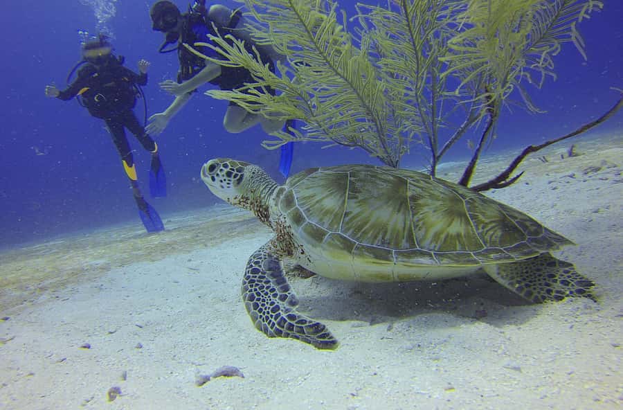 Cartagena: Scuba Diving Day Trip at Playa Blanca with Lunch - Boat ride to the reef and time underwater