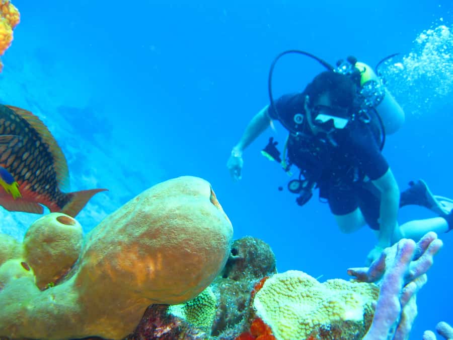 Cartagena: Scuba Diving Day Trip at Playa Blanca with Lunch - Lunch at noon, with three practical choices